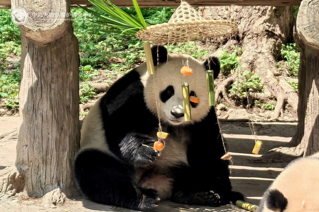 Chengdu Research Base of Giant Panda Breeding